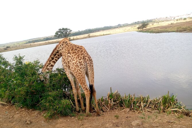Safari Tour; Nairobi National Park - Rhinos, lions, giraffes, and the uncertainty of wildlife