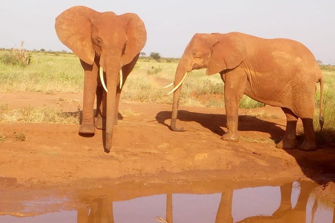 Safari-Tsavo east national park -2 days 1 night - Key points before you book