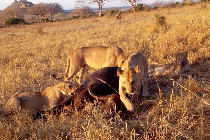 Safari-Tsavo east national park -2 days 1 night - Why Tsavo East works for a short safari from Malindi
