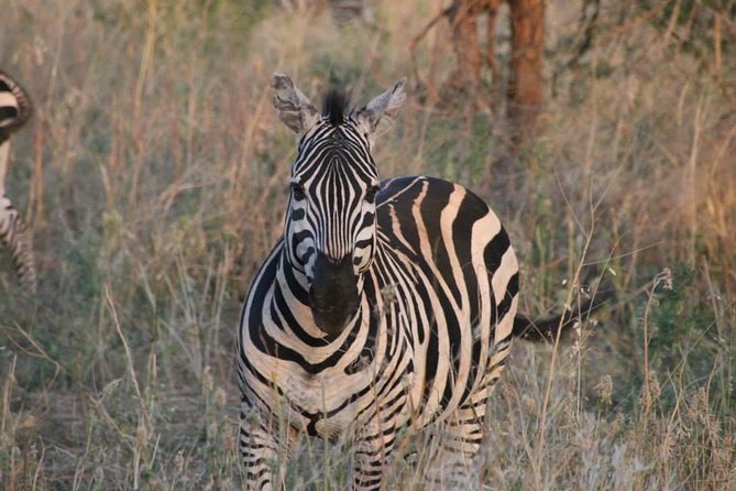 Safari-Tsavo east national park -2 days 1 night - The four-hour first game drive