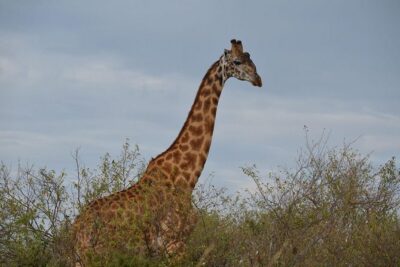 Samburu/ Aberdare/ Lake Nakuru/ Masai Mara 7 Days Safari