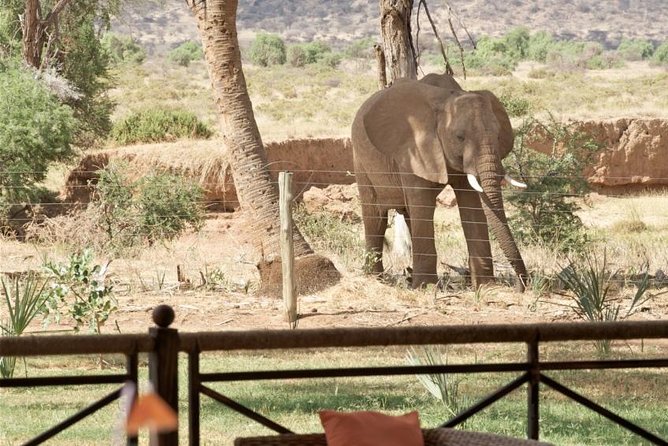 Samburu/ Aberdare/ Lake Nakuru/ Masai Mara 7 Days Safari - Day 7: Early Mara viewing and the return to Nairobi