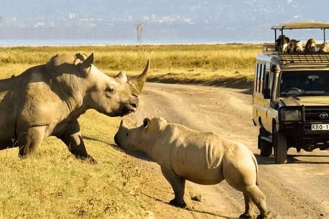 Shared Nairobi National Park Safari Tour - Why Nairobi National Park works so well for a short safari