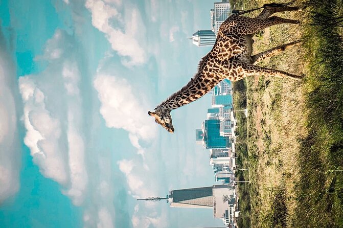 Shared Nairobi National Park Safari Tour - Searching for lions, rhinos, and giraffes