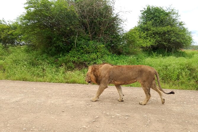 Shared Nairobi National Park Safari Tour - What five hours really gives you