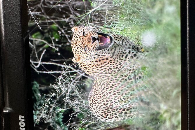 Shared Nairobi National Park Safari Tour - Is $80 plus park fees fair value?