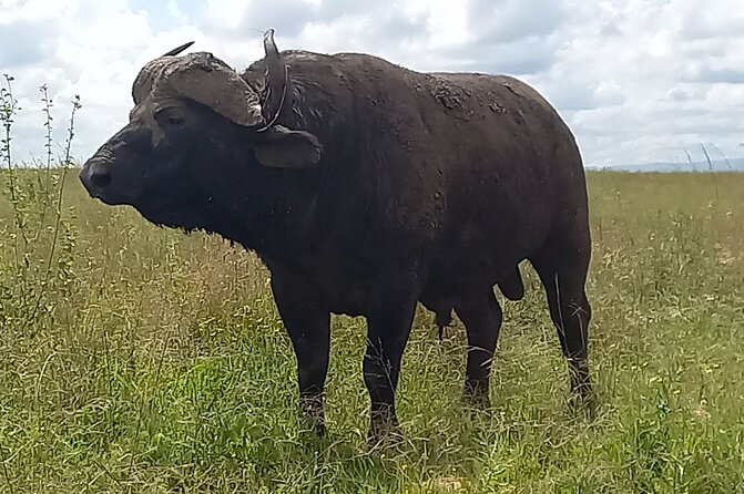 Shared Nairobi National Park Safari Tour - Booking and cancellation details