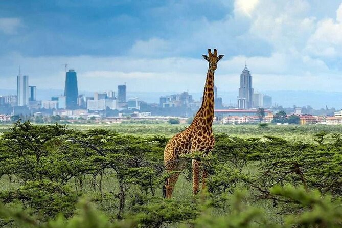Shared Nairobi National Park Safari Tour - Starting early from your Nairobi hotel