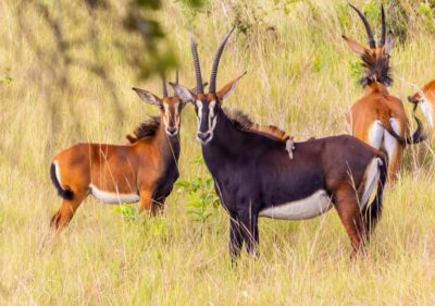 Shimba Hills Day Safari & Sheldrick Falls Hike Private Tour