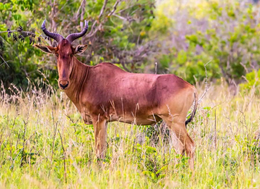 Shimba Hills Day Safari & Sheldrick Falls Hike Private Tour - Lunch and swimming at Shimba Hills Green Lodge