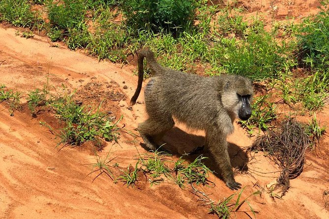 Shimba Hills Excursion - Game drives in Shimba Hills Nature Reserve