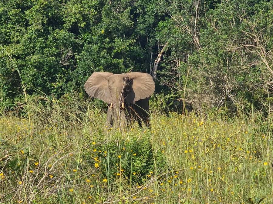 Shimba Hills: Game Drive, Waterfall Hike, and Lunch - The early pickup and one-hour drive