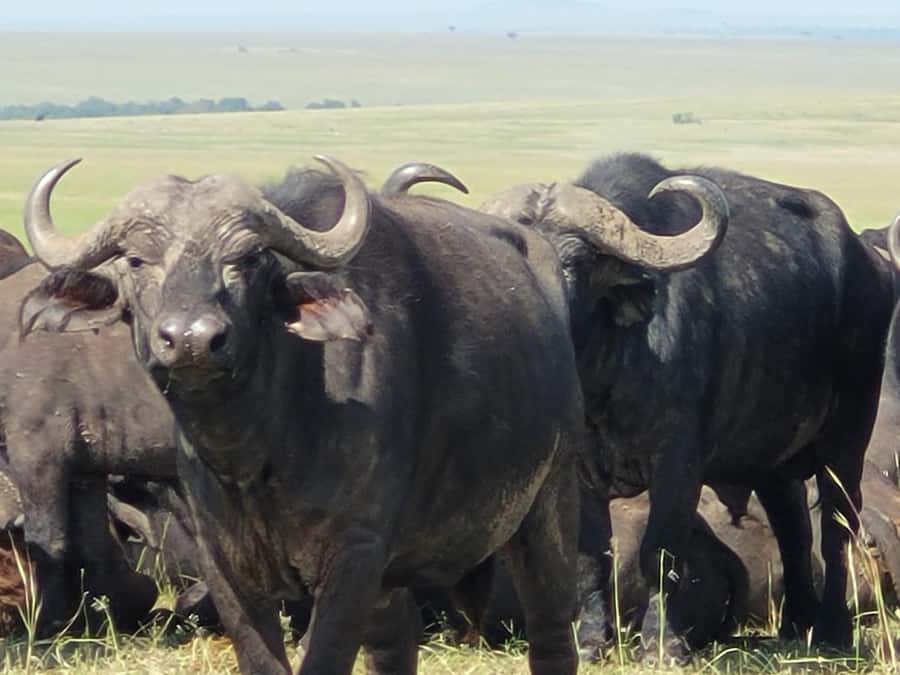 Shimba hills tropical rain forest day trip - Key points to know before you book