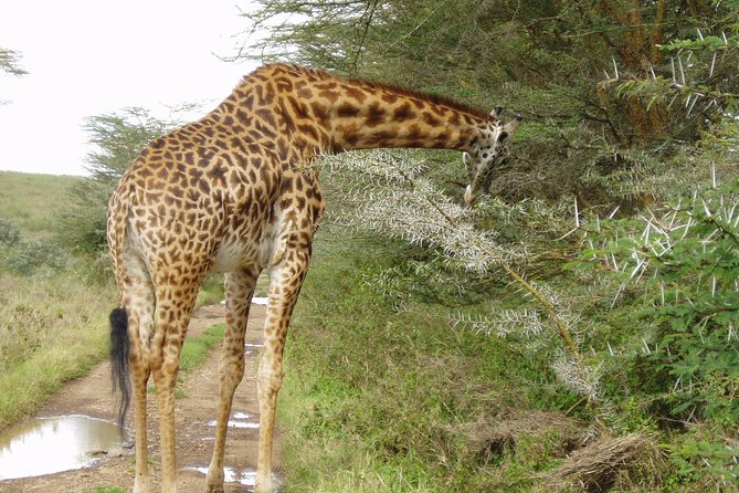 Small Group Budget Tour to Hells Gate National Park and Lake Naivasha Boat Ride - Lake Naivasha’s one-hour boat ride