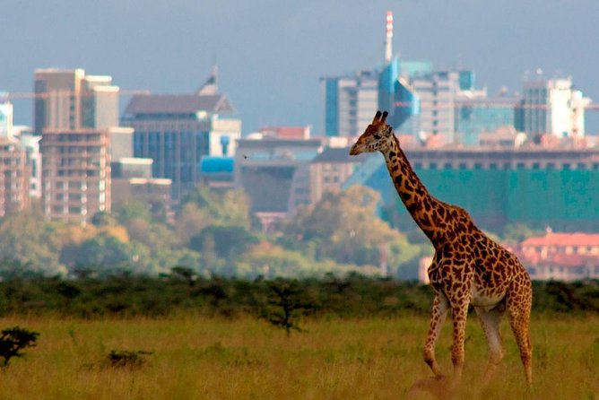 Small group tour to Nairobi park baby and optional Baby Elephants - Why this Nairobi safari works so well for a short stay