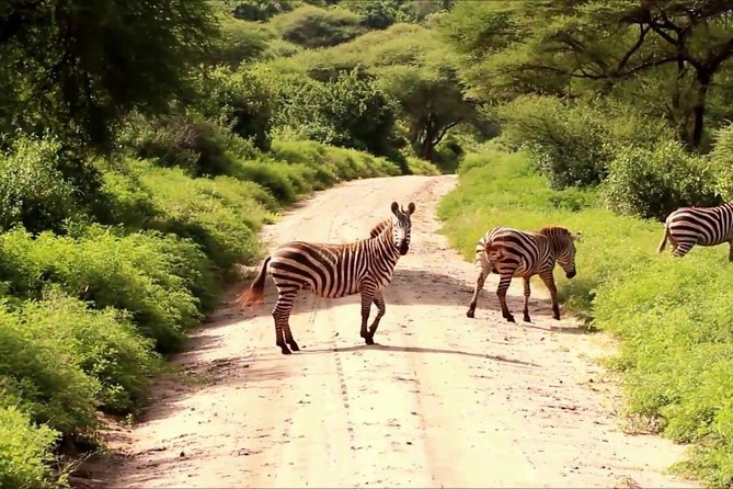 Small group tour to Nairobi park baby and optional Baby Elephants - Three hours among rhinos, lions, and giraffes