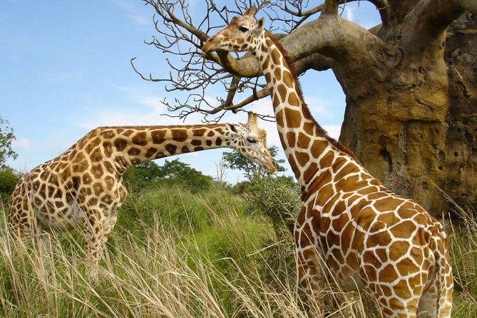 Small group tour to Nairobi park baby and optional Baby Elephants - Who will get the most from this tour