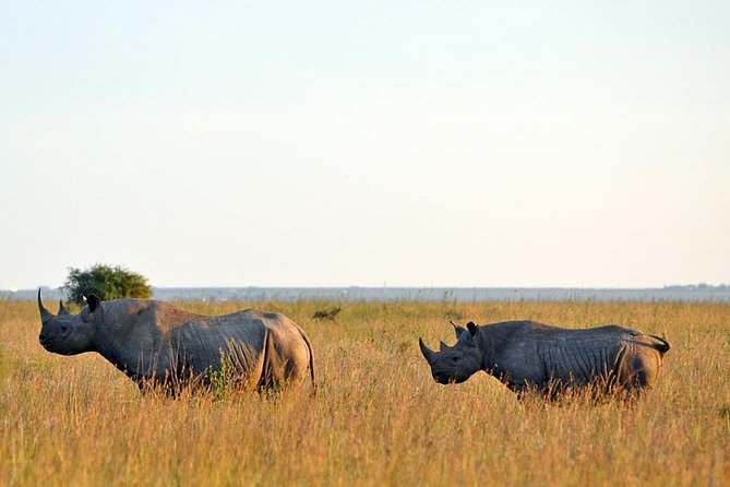 Small group tour to Nairobi park baby and optional Baby Elephants - Ratings, reliability, and what to confirm