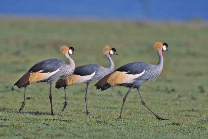 Small group tour to Nairobi park baby and optional Baby Elephants - Should you book this Nairobi National Park safari?