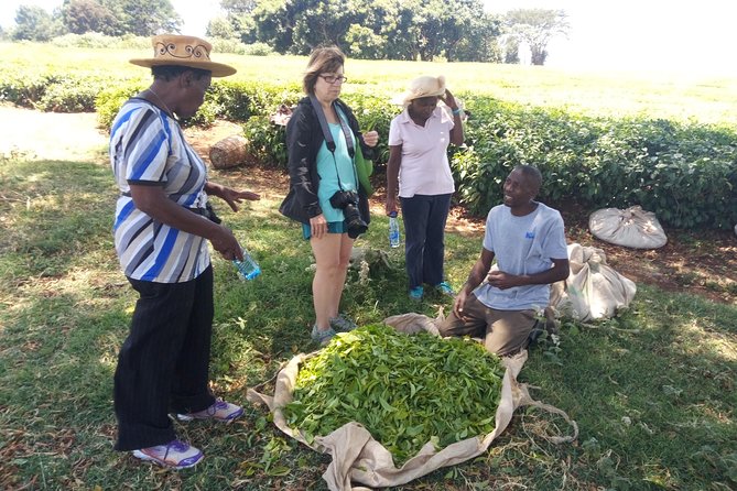 Tea Farm Experience at Riara Tea Farm And Factory Tour - Key points to know before booking