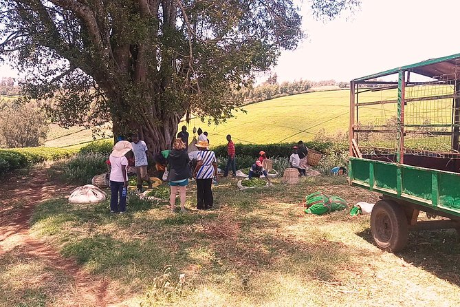 Tea Farm Experience at Riara Tea Farm And Factory Tour - Following the tea from field to factory