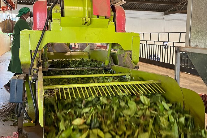 Tea Farm Experience at Riara Tea Farm And Factory Tour - Who will enjoy this tea farm visit
