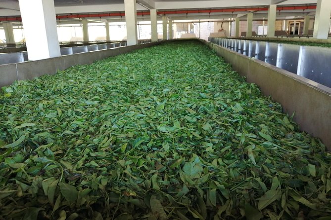 Tea Farm Experience at Riara Tea Farm And Factory Tour - Should you book the Riara Tea Farm tour?