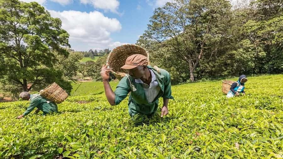 Tea Farm Tour From Nairobi (Kiambethu). - Arriving at Kiambethu around 11am