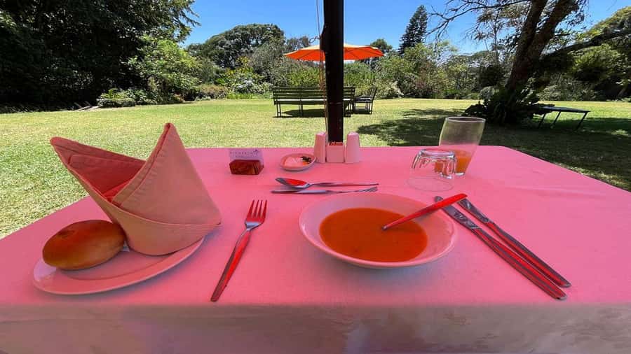 Tea Farm Tour From Nairobi (Kiambethu). - A forest walk with plants and Colobus monkeys