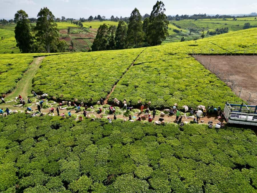 Tea Farm Tour From Nairobi (Kiambethu). - The verandah, Ngong Hills, and a proper farm lunch