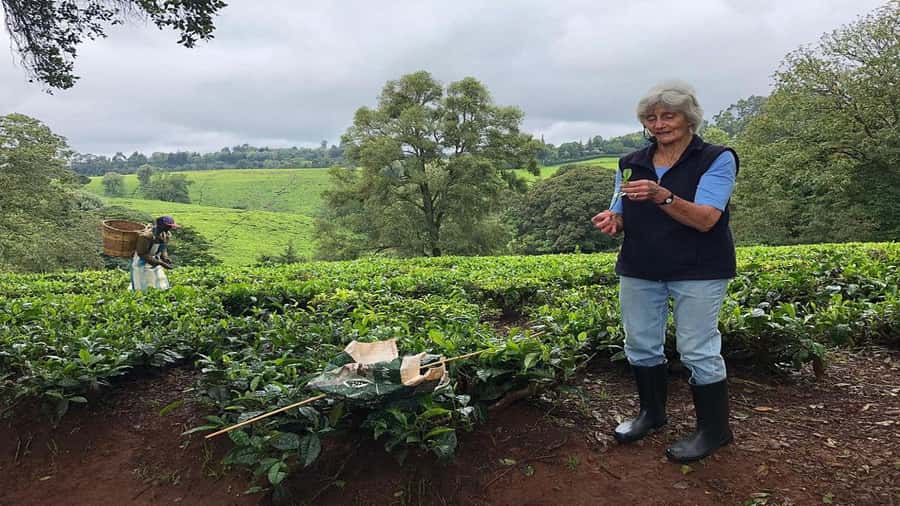 Tea Farm Tour From Nairobi (Kiambethu). - The colonial setting deserves an honest conversation