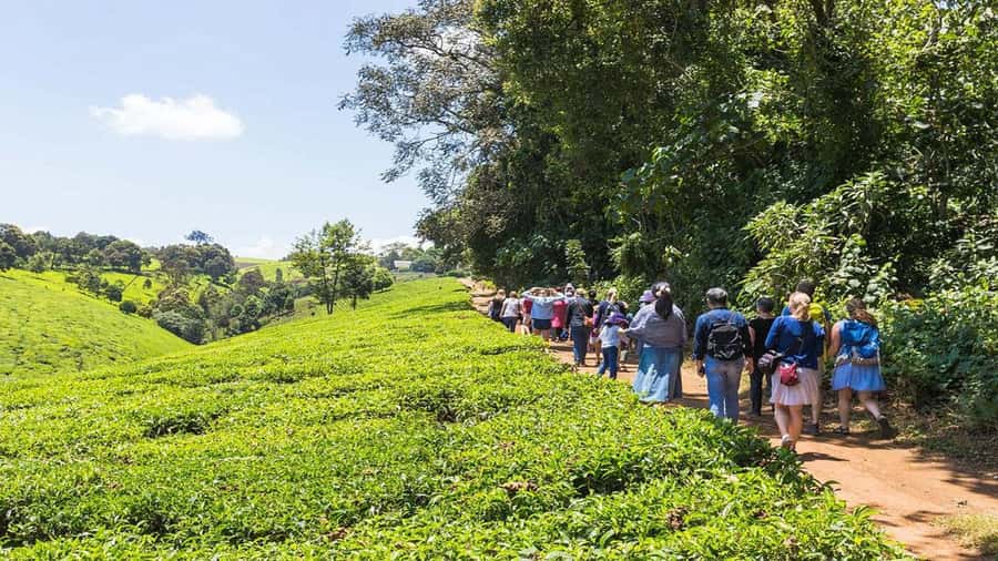 Tea Farm Tour From Nairobi (Kiambethu). - What the $50 price really covers