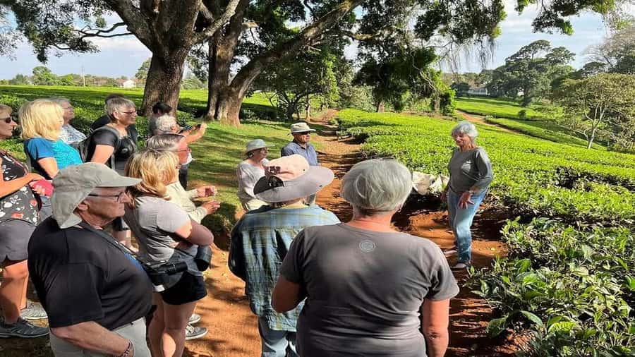 Tea Farm Tour From Nairobi (Kiambethu). - Seeing tea as a crop, not a souvenir