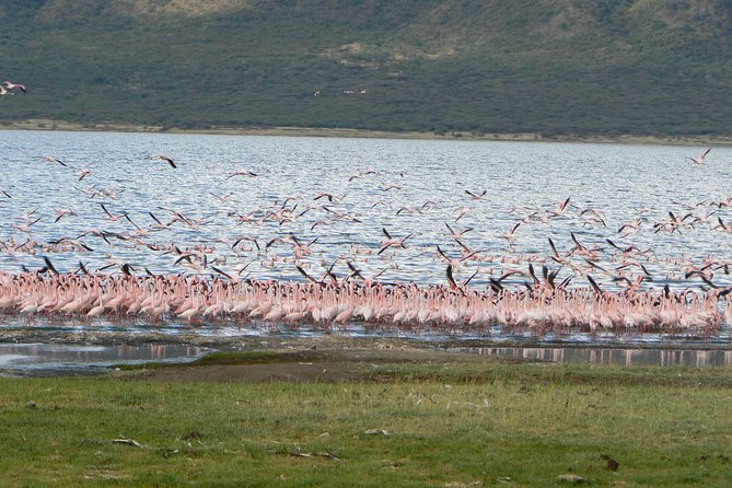 The Great Rift Valley Tour - L Bogoria, L Nakuru, L Naivasha and Hellsgate NP - What the private format really gives you