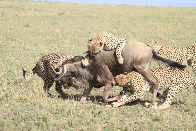 Thrilling 6 Days Amboseli-Lake Nakuru-Maasai Mara Budget Safari - Three parks, three very different safari moods