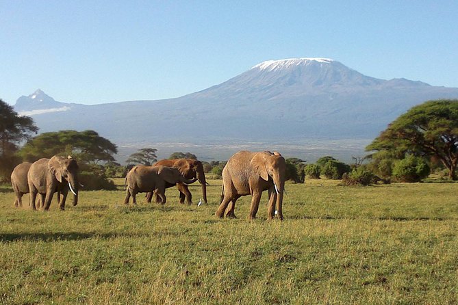 Thrilling 6 Days Amboseli-Lake Nakuru-Maasai Mara Budget Safari - Day two: a full day beneath Mount Kilimanjaro