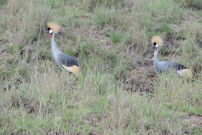 Thrilling 6 Days Amboseli-Lake Nakuru-Maasai Mara Budget Safari - Day three: rhinos and the changing colors of Lake Nakuru
