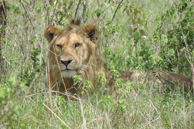 Thrilling 6 Days Amboseli-Lake Nakuru-Maasai Mara Budget Safari - Day four: entering Maasai Mara for the first game drive