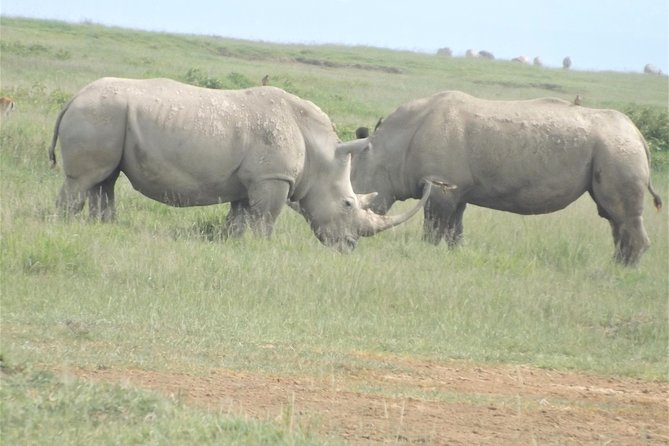 Thrilling 6 Days Amboseli-Lake Nakuru-Maasai Mara Budget Safari - Day five: the safari’s longest wildlife day