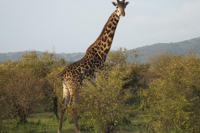 Thrilling 6 Days Amboseli-Lake Nakuru-Maasai Mara Budget Safari - Day six: back to Nairobi and lunch at Carnivore