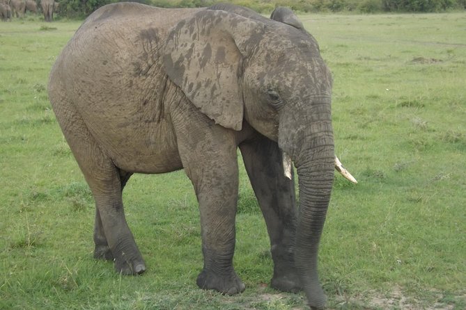 Thrilling 6 Days Amboseli-Lake Nakuru-Maasai Mara Budget Safari - What the accommodation and meals mean in practice