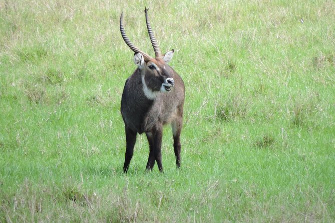 Thrilling 6 Days Amboseli-Lake Nakuru-Maasai Mara Budget Safari - Day one: elephants and open views in Amboseli