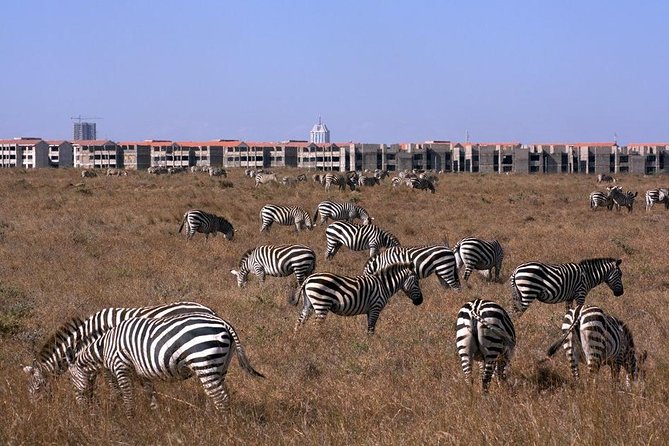 Tour: Giraffe Center and Nairobi National Park - Three hours inside Nairobi National Park
