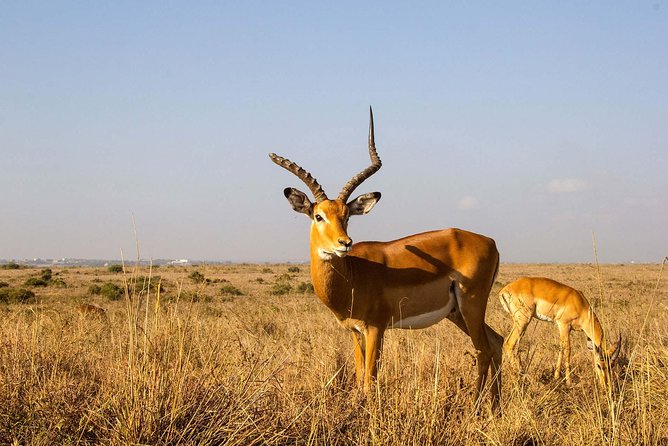 Tour: Giraffe Center and Nairobi National Park - Who should book this Nairobi day tour