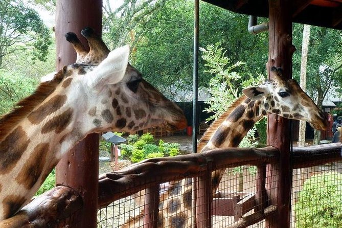Tour Giraffe Center,Karen blixen and lunch carnivore restaurant - The elephant nursery issue needs clarification
