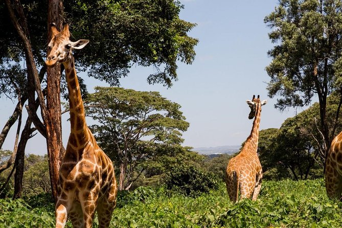 Tour Giraffe Center,Karen blixen and lunch carnivore restaurant - The Karen Blixen Museum and the story behind Out of Africa