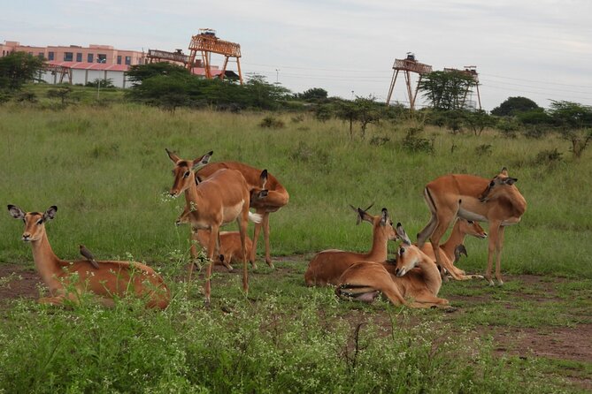 Tour Safari; Nairobi National Park - A real safari close to Nairobi’s center
