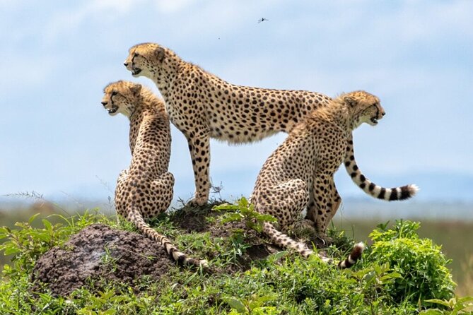 Tour Safari; Nairobi National Park - Five hours among lions, rhinos, and giraffes