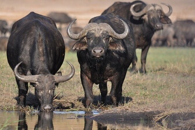 Tour Safari; Nairobi National Park - The optional Kobe Beads Factory visit