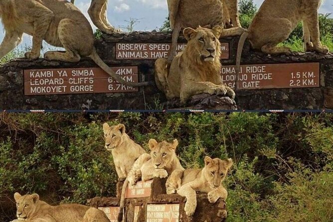 Tour Safari; Nairobi National Park - Transport, timing, and comfort